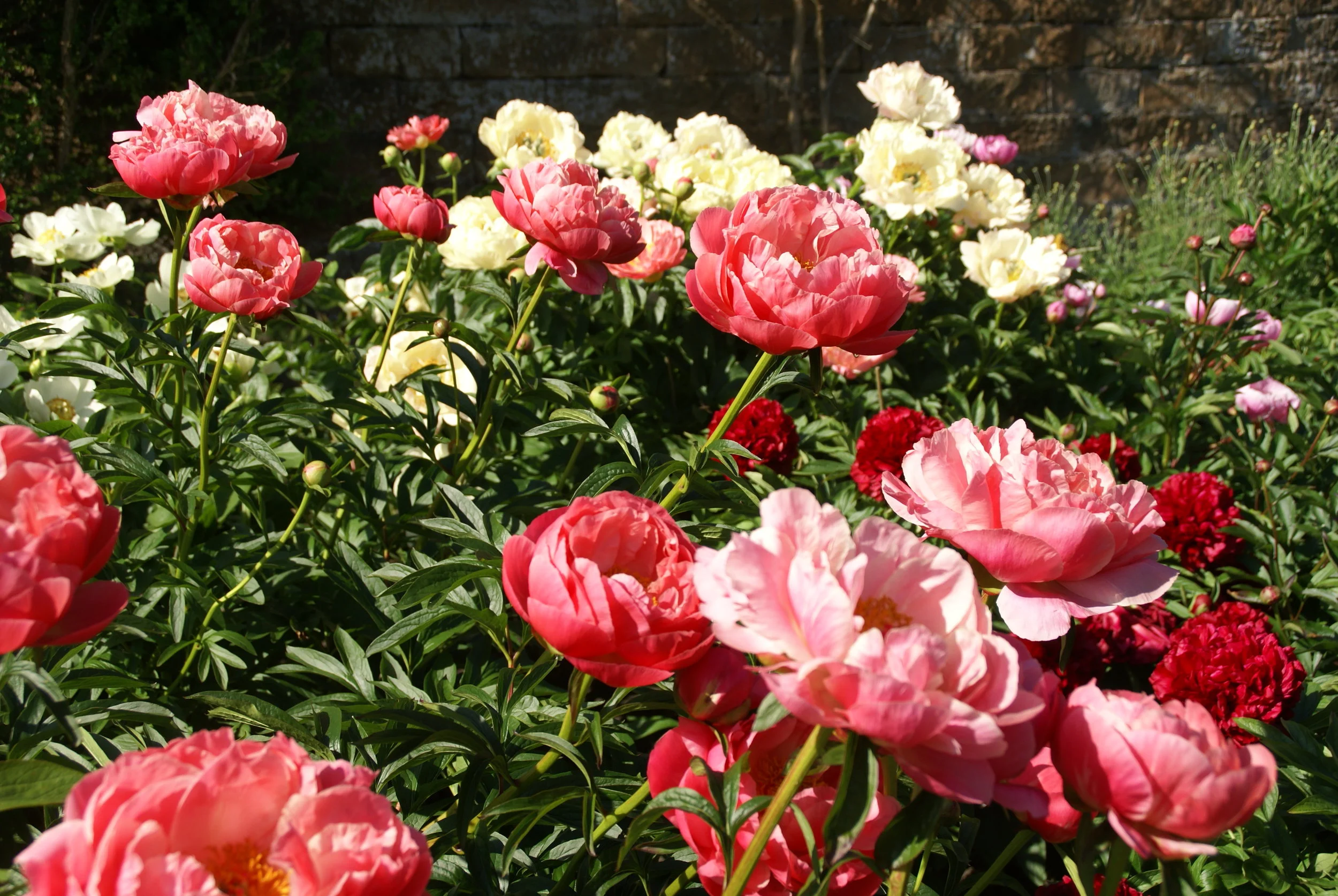 Paeonia 'Coral Charm'