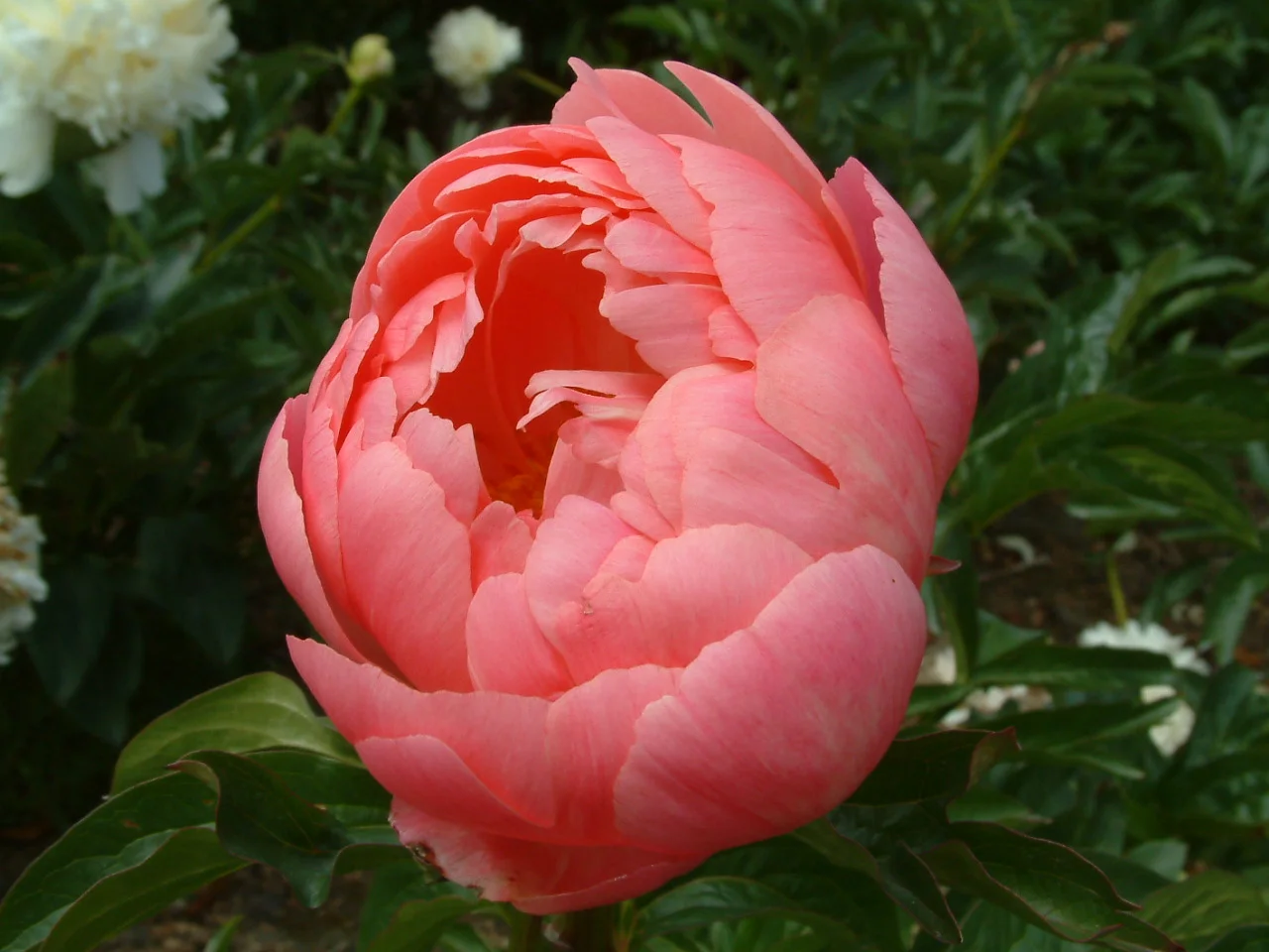Paeonia 'Coral Sunset'