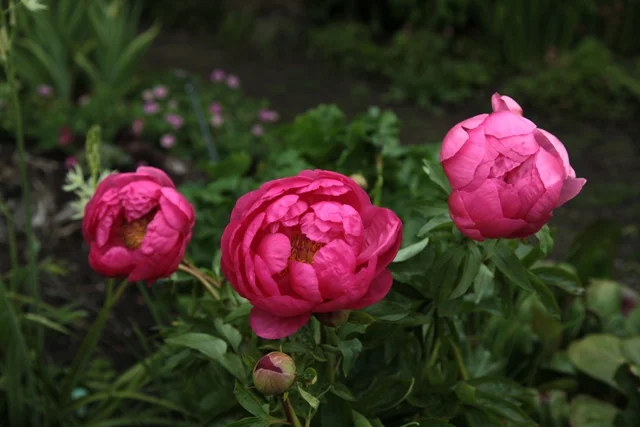 Paeonia 'Cytherea'