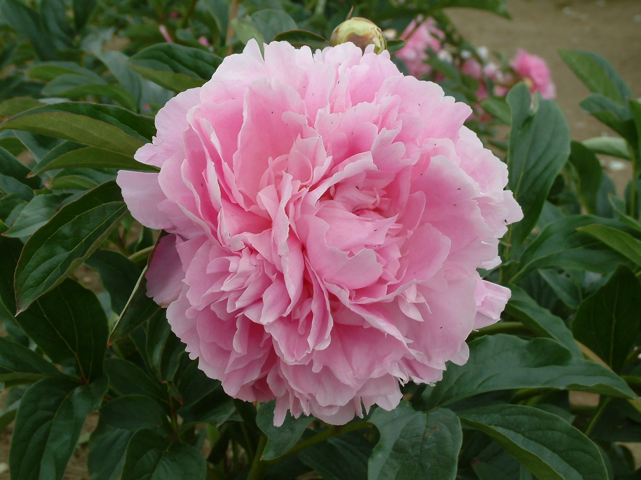Paeonia lactiflora 'Dinner Plate'