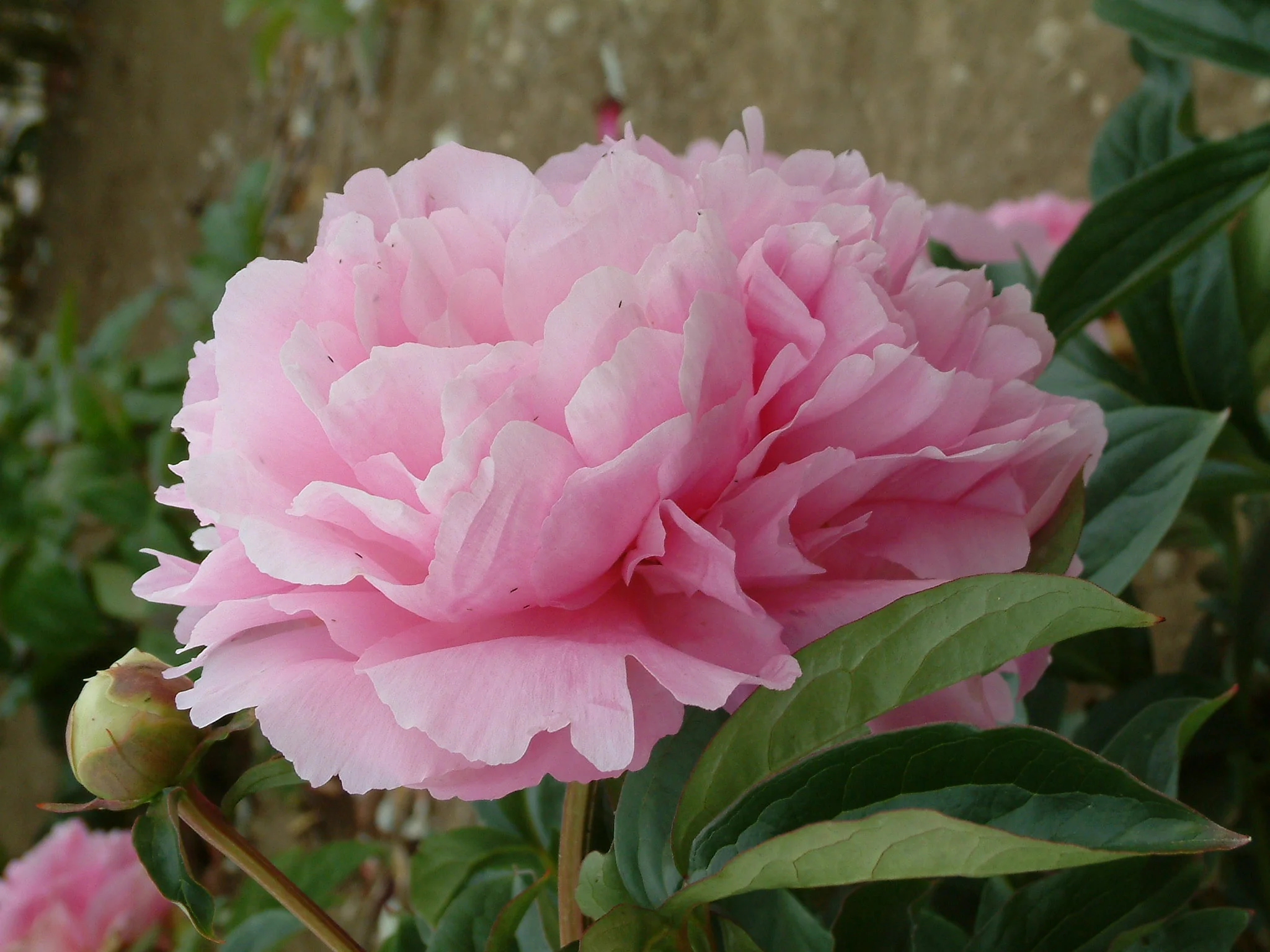 paeonia lactiflora dinner plate1.jpg