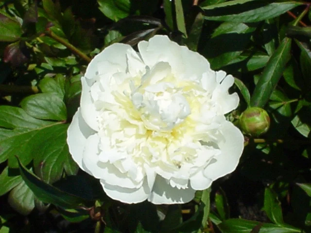 paeonia lactiflora duchess de nemours.jpg