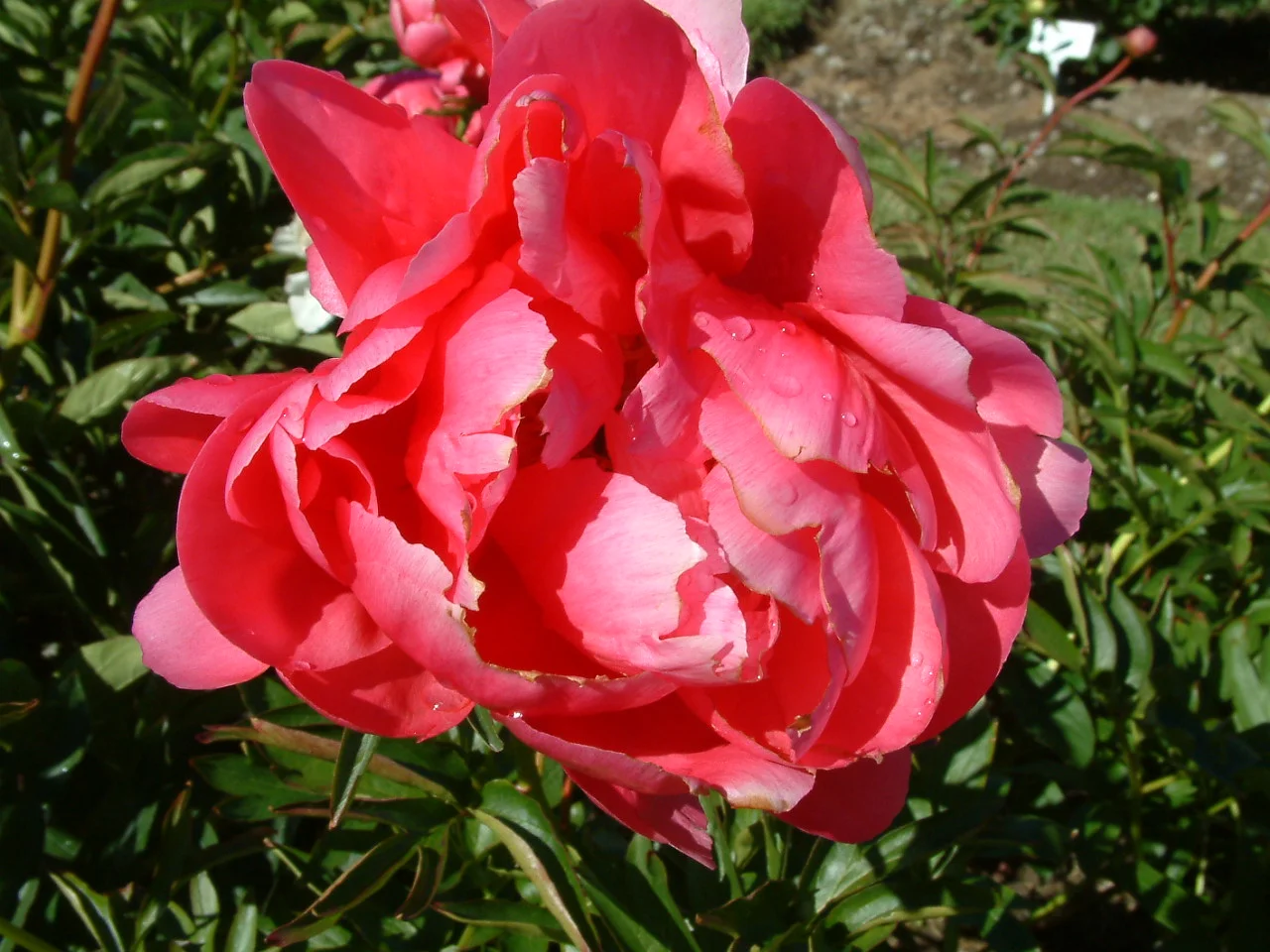 Paeonia 'Ellen Cowley'