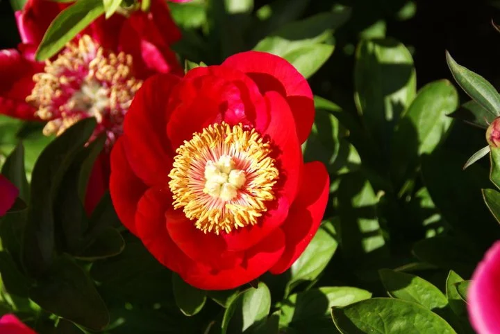 Paeonia 'Fairy Princess'