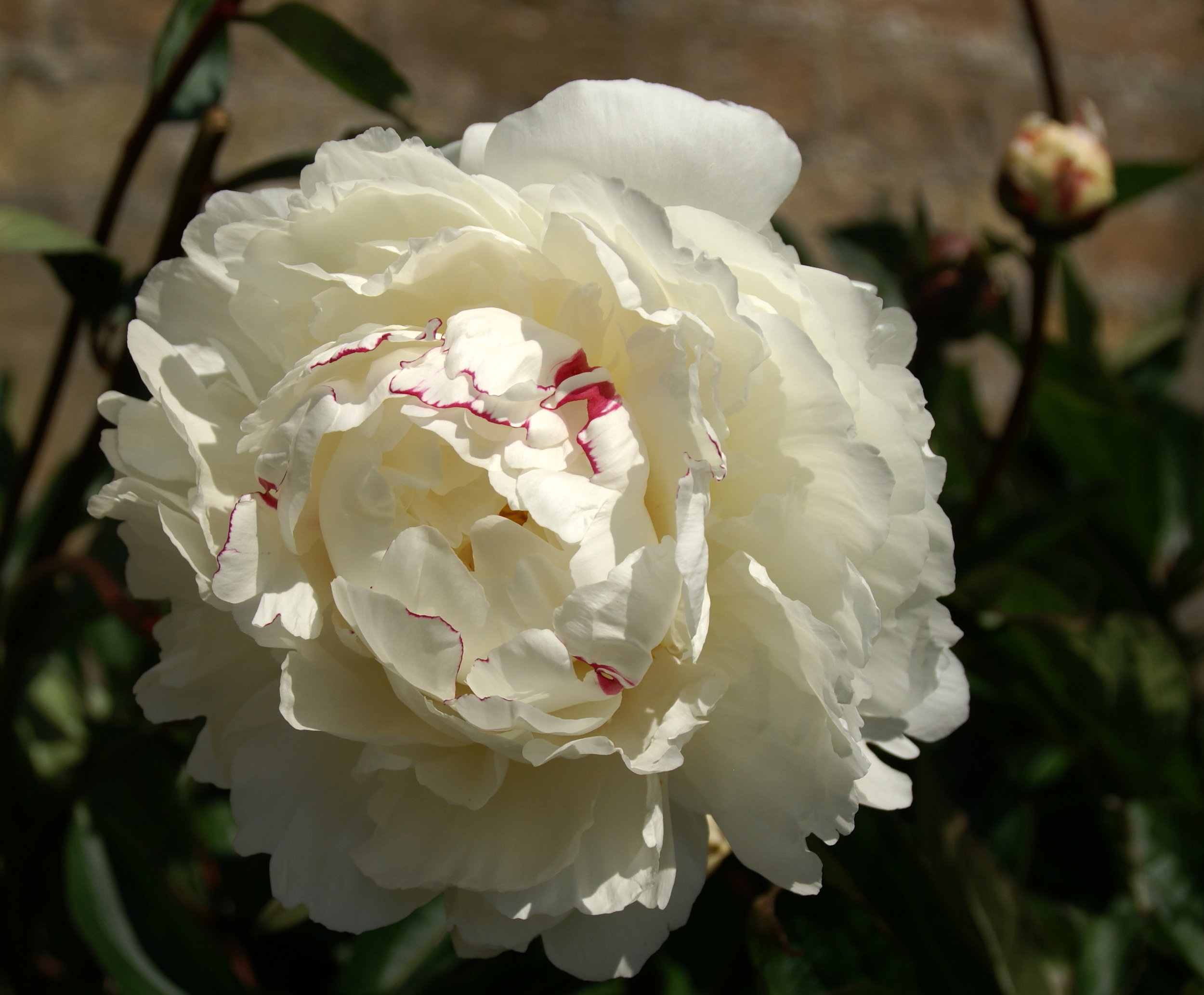 Paeonia lactiflora 'Festiva Maxima'