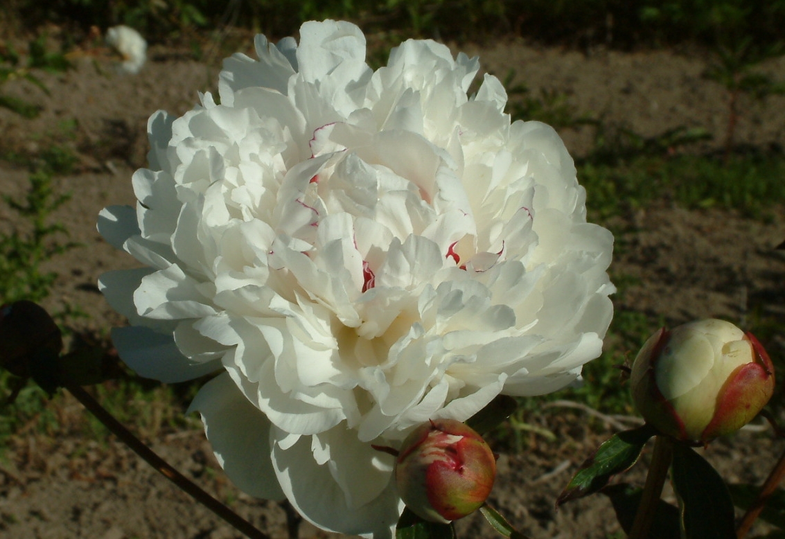 Paeonia lactiflora 'Festiva Maxima'