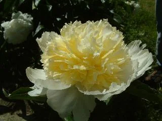 Honey Gold b.jpg
