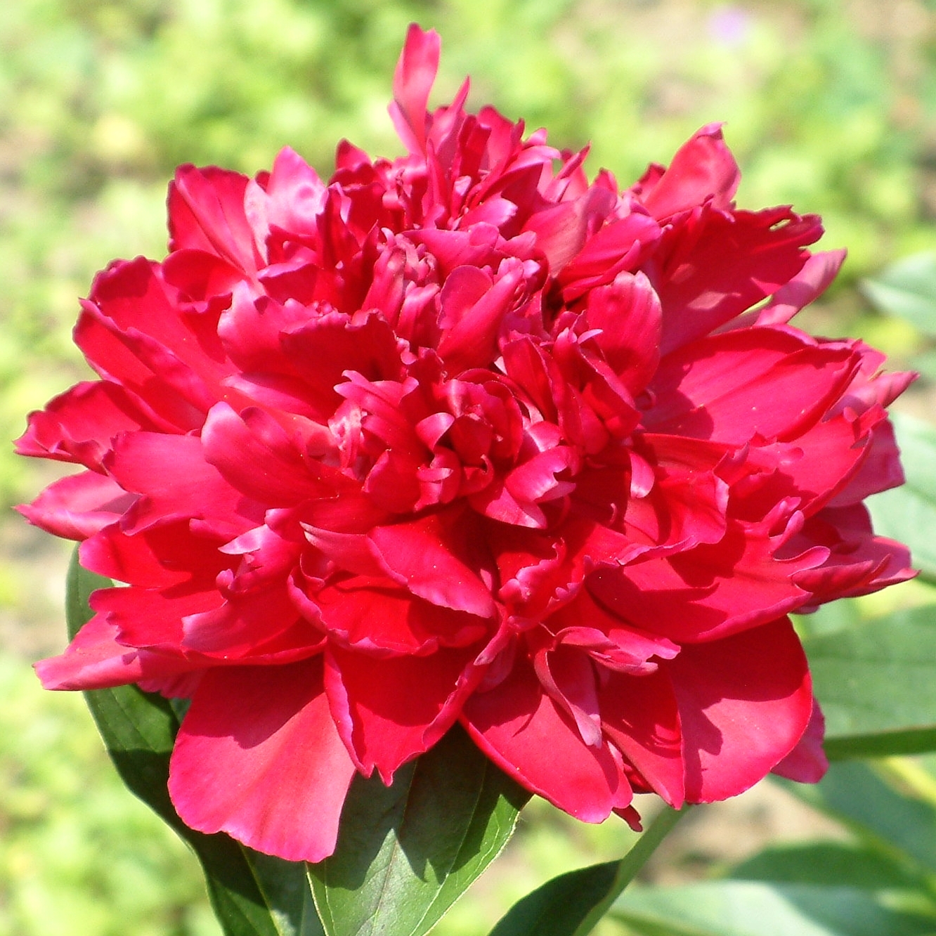 Paeonia lactiflora 'Karl Rosenfield'
