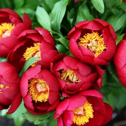 Paeonia 'Illini Warrior'