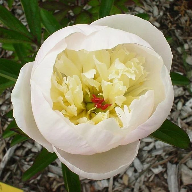 Paeonia lactiflora 'Immaculée'