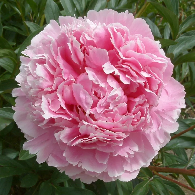 Paeonia lactiflora 'Sarah Bernhardt'