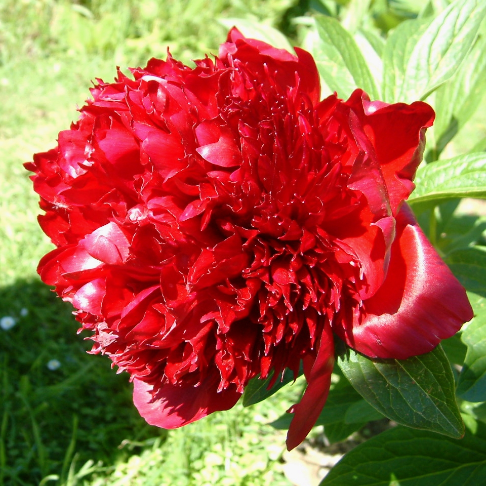 Til meditation snesevis Lærerens dag Paeonia 'Red Charm' — Binny Plants