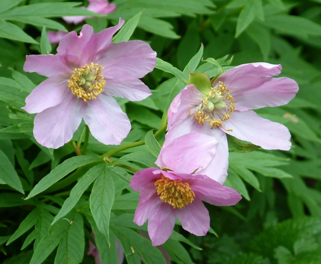 Paeonia veitchii var. woodwardii