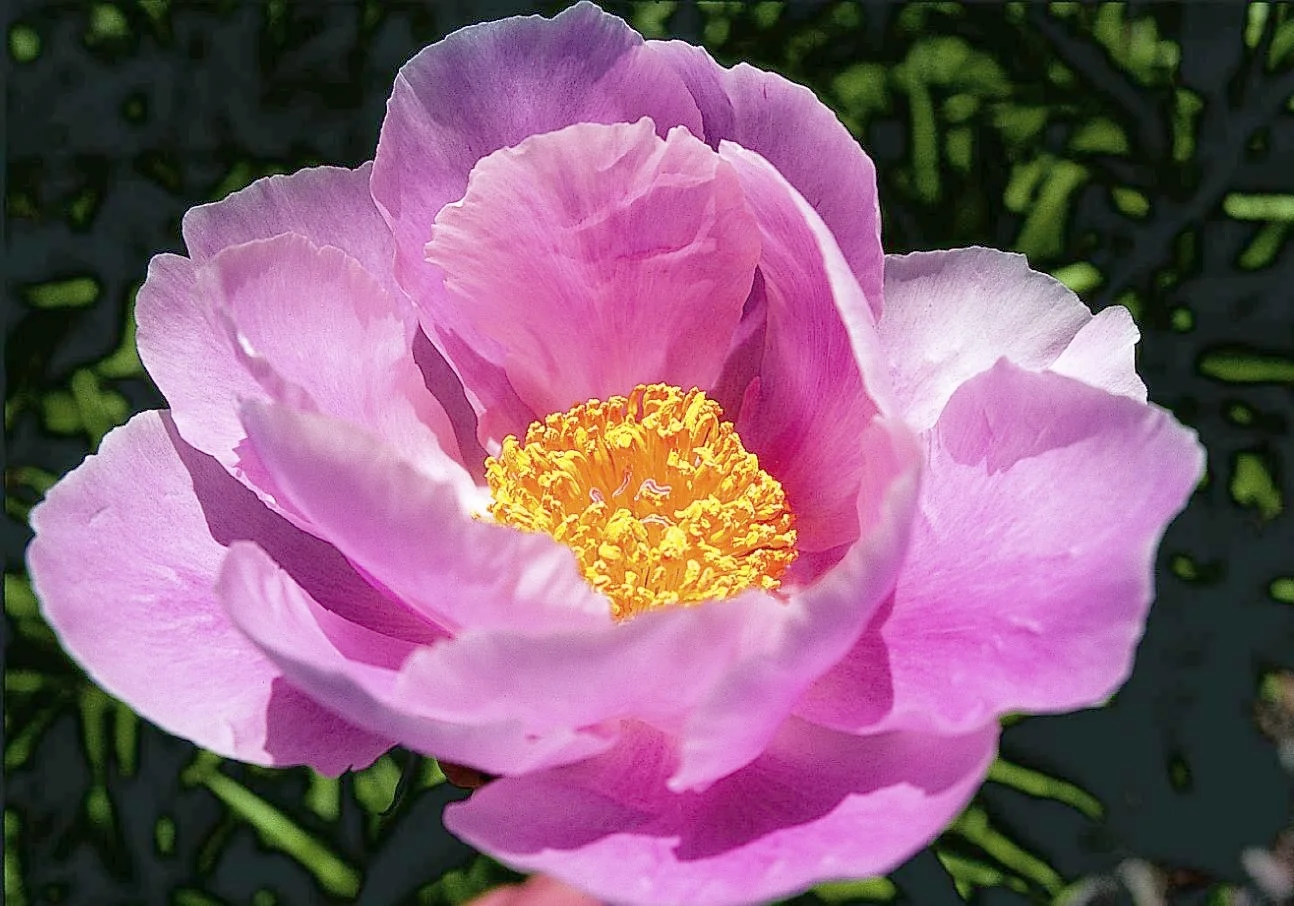 Paeonia lactiflora 'SoftSalmonJoy'.jpg