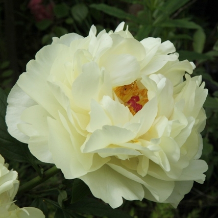 Lemon Chiffon.jpg