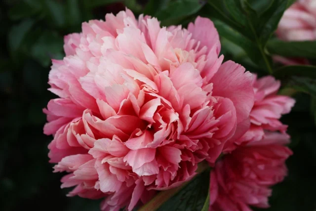Paeonia 'Lorelei'