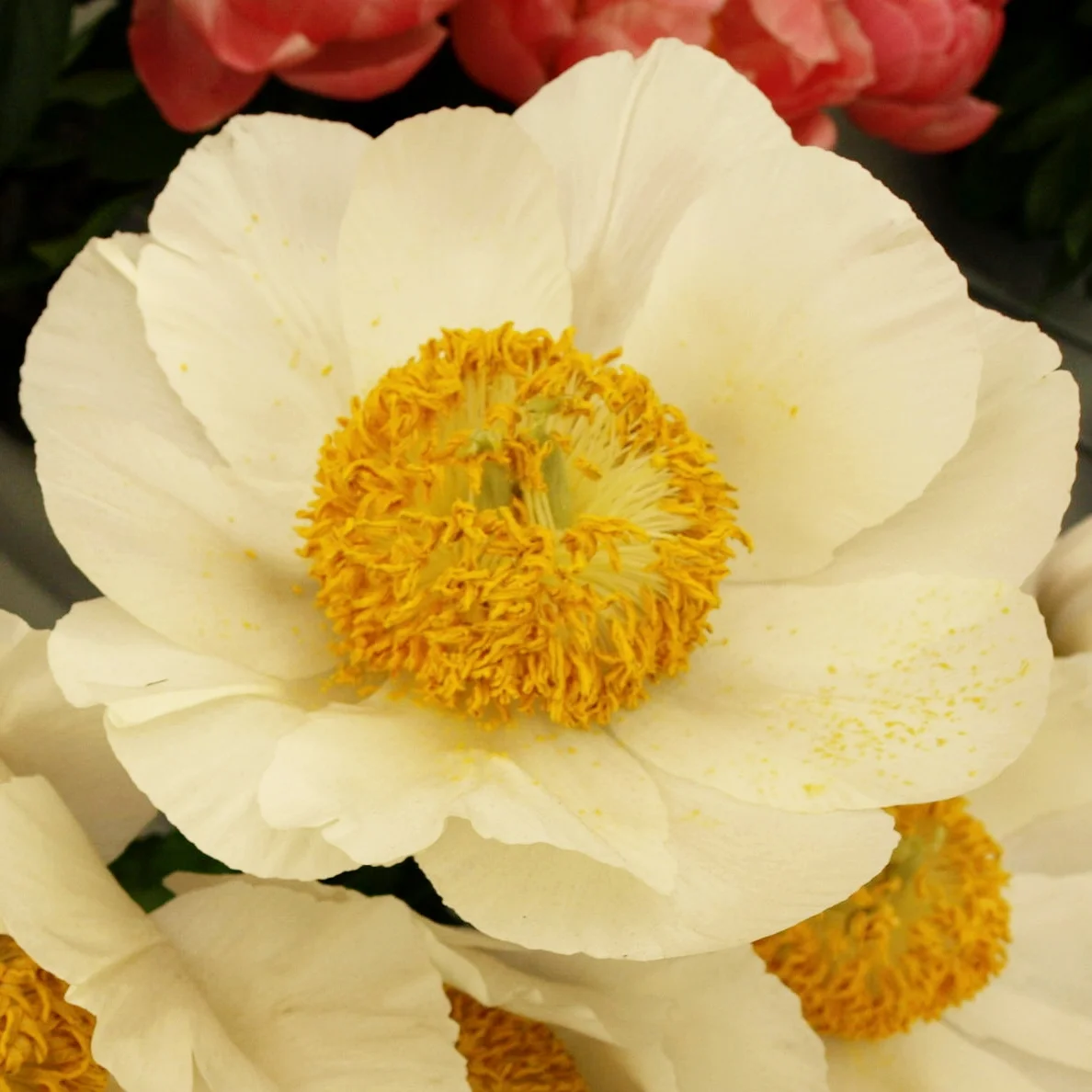 Paeonia 'Moonrise'