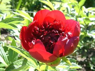 Paeonia 'Red Charm'
