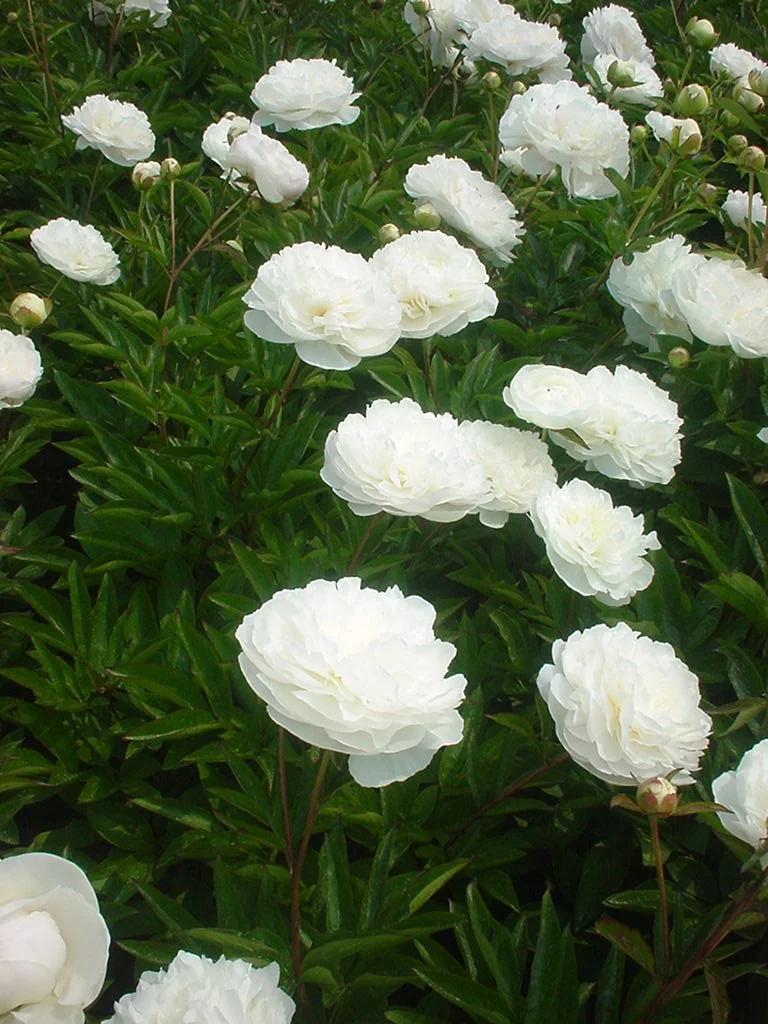 Paeonia lactiflora 'Mother's Choice'