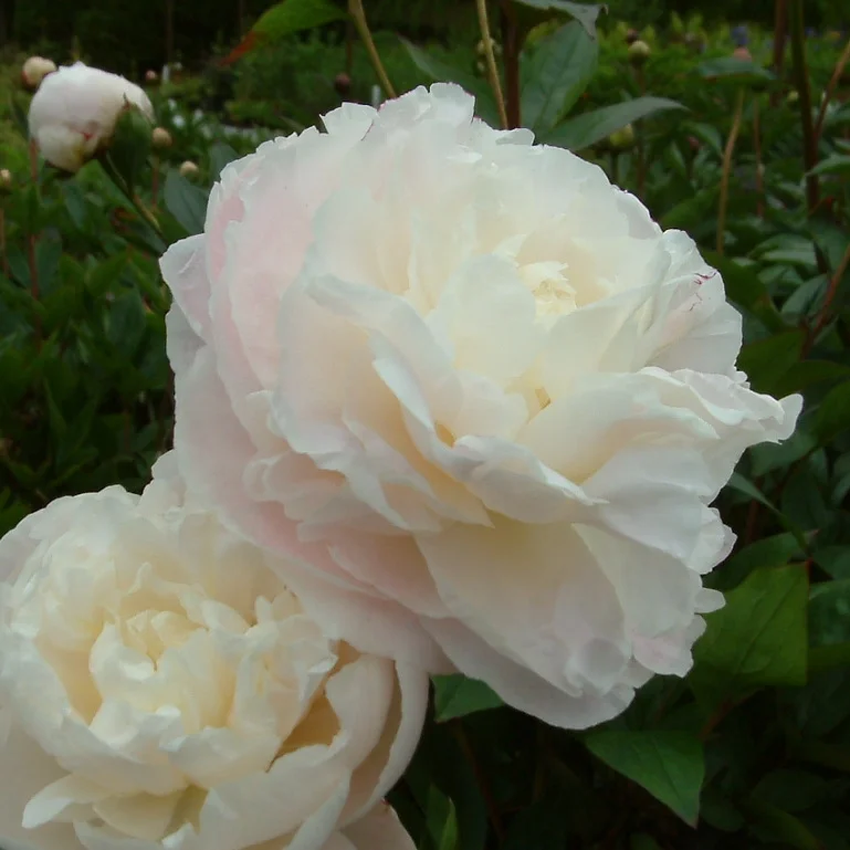 Paeonia lactiflora 'Mother's Choice'