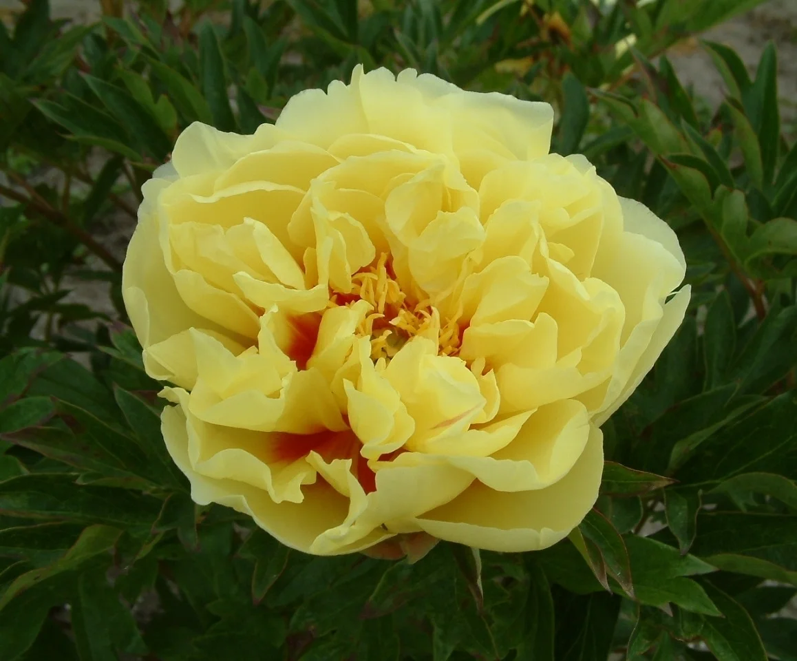 Paeonia (Intersectional) 'Bartzella'
