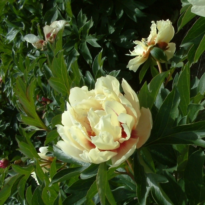 Paeonia (Intersectional) 'Canary Brilliants'