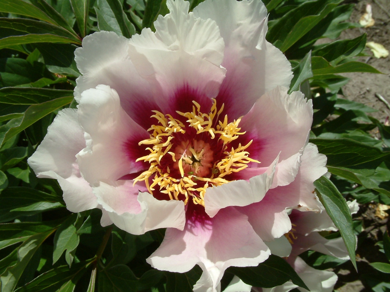 Paeonia (Intersectional) 'Cora Louise'
