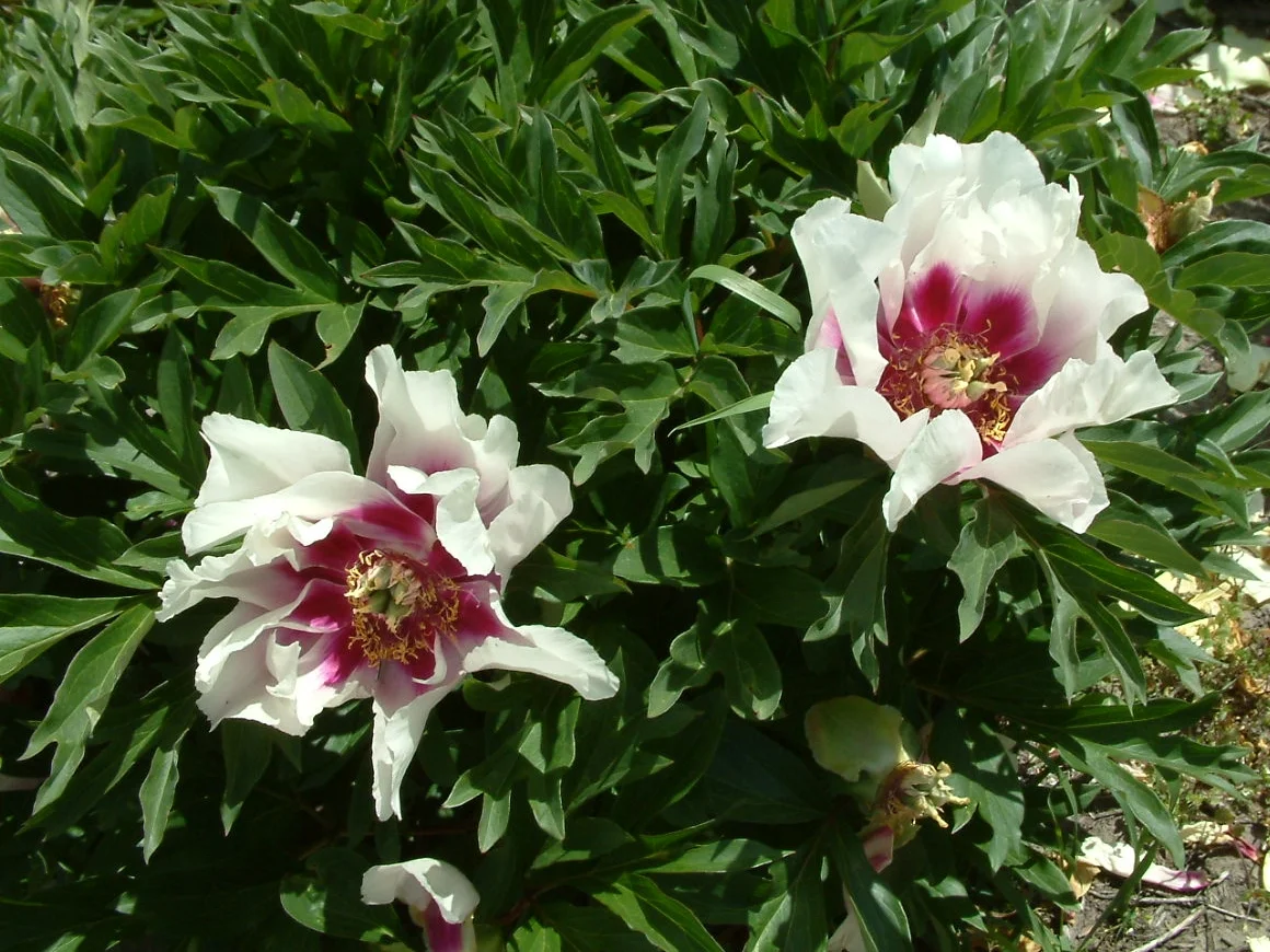 Paeonia (Intersectional) 'Cora Louise'