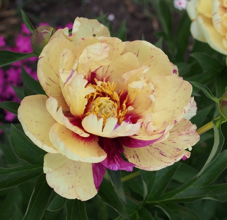 Paeonia (Intersectional) 'Lollipop'