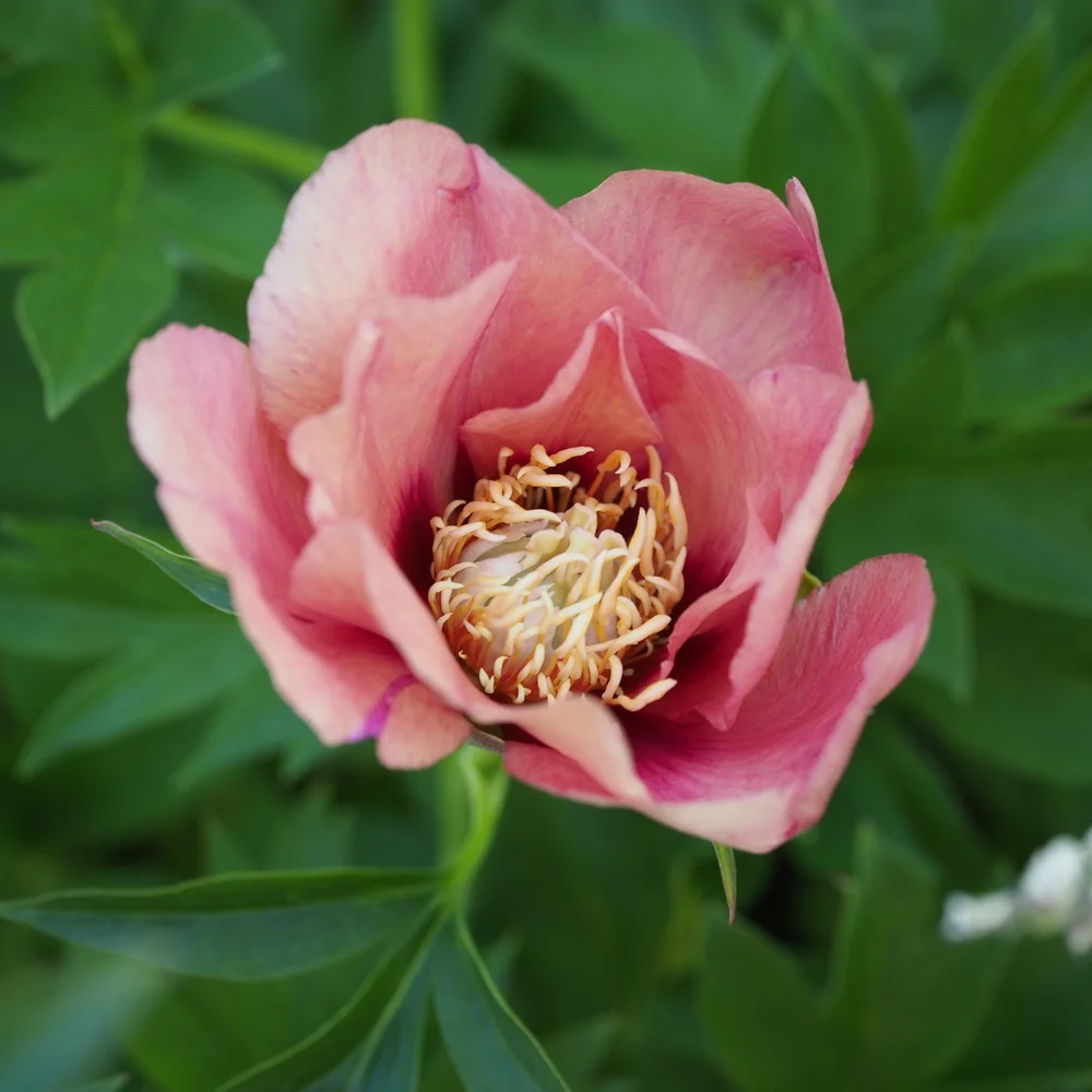 Paeonia Intersectional Hillary Binny Plants