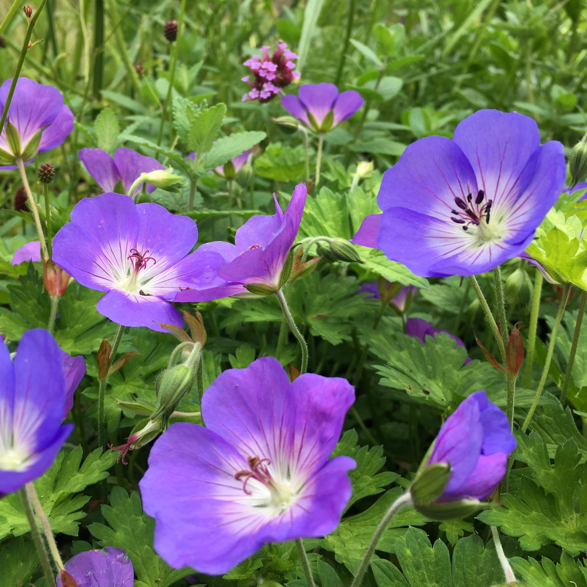 Geranium 'Rozanne'
