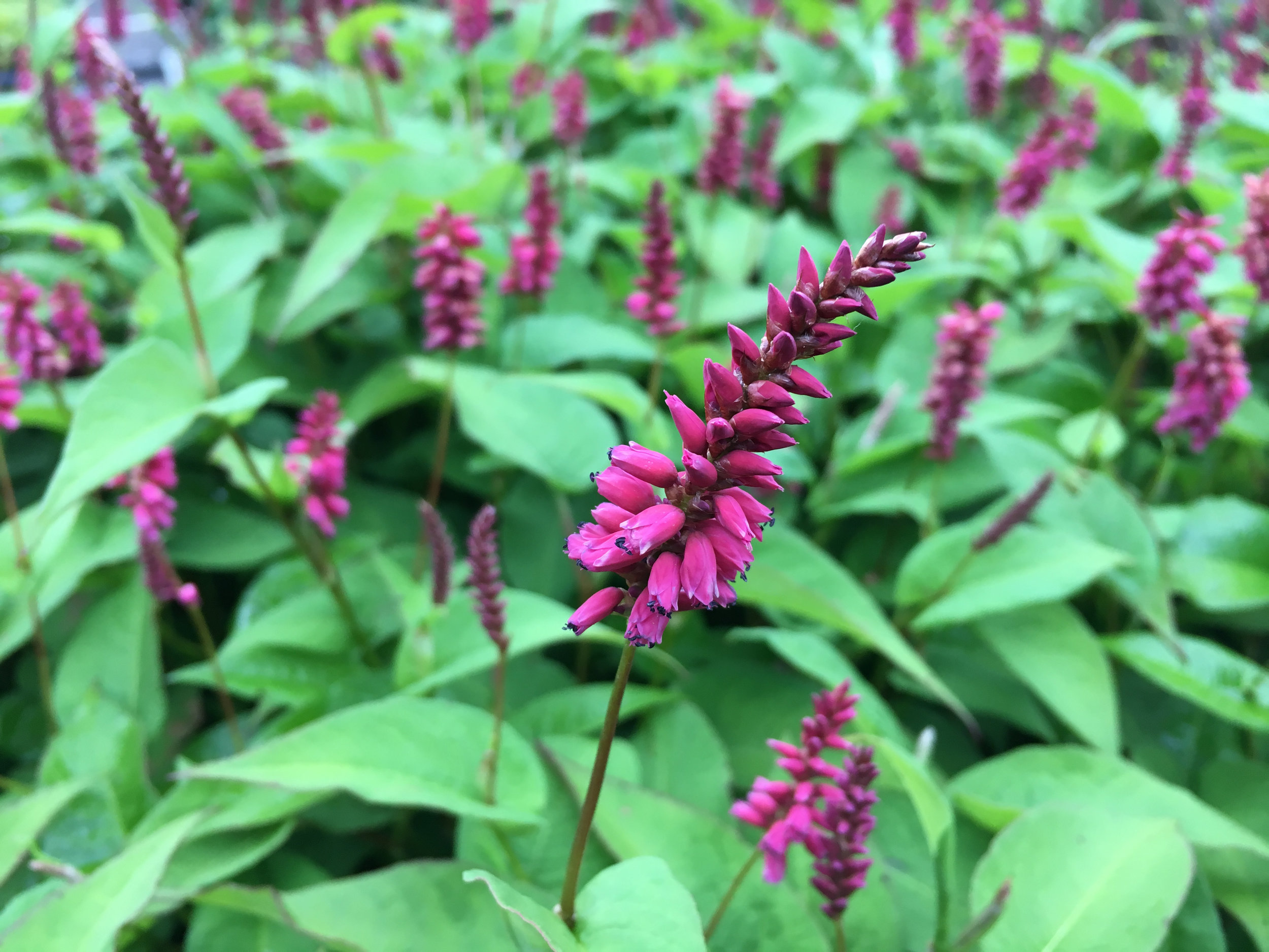 Persicaria amplexicaulis 'Inverleith'.jpg