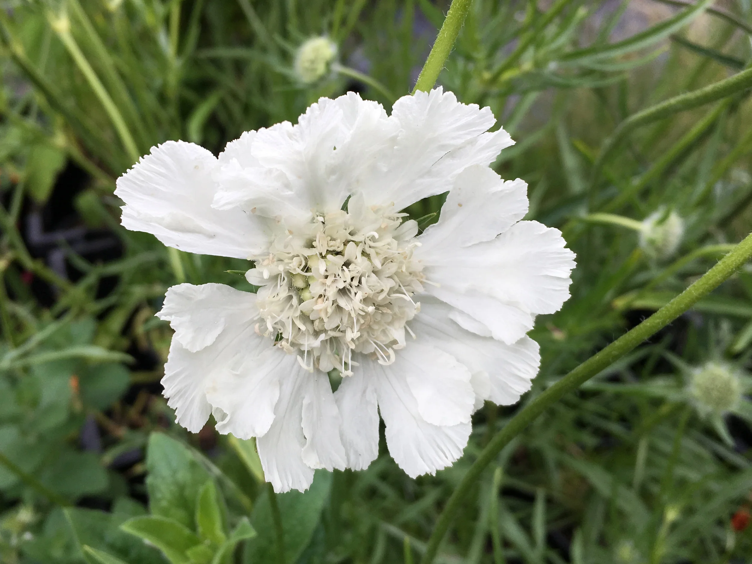 Scabiosa caucasica 'Miss Willmott'.jpg
