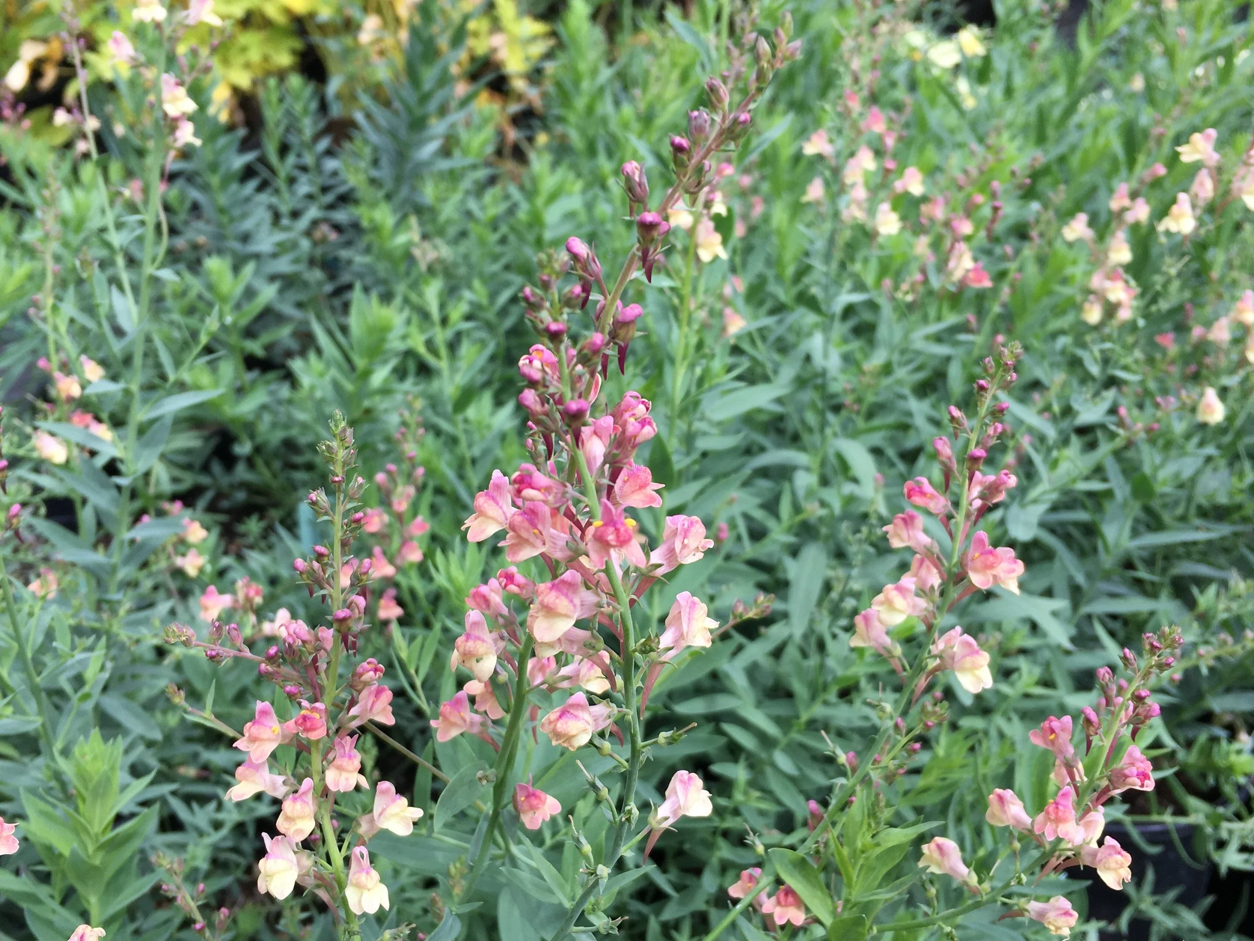 Linaria 'Peachy'