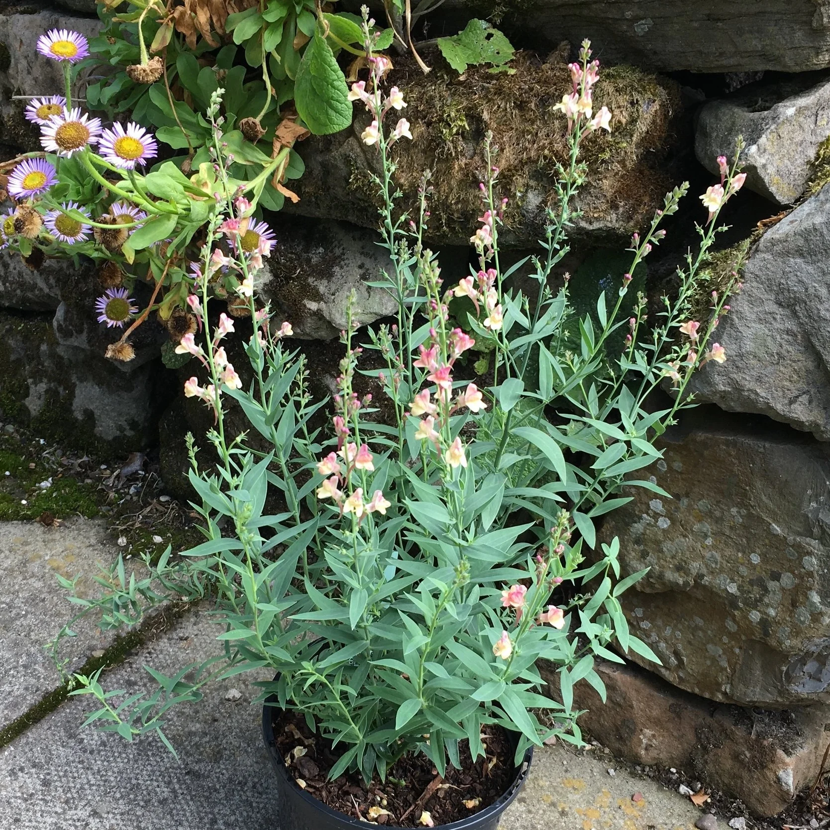 Linaria 'Peachy'
