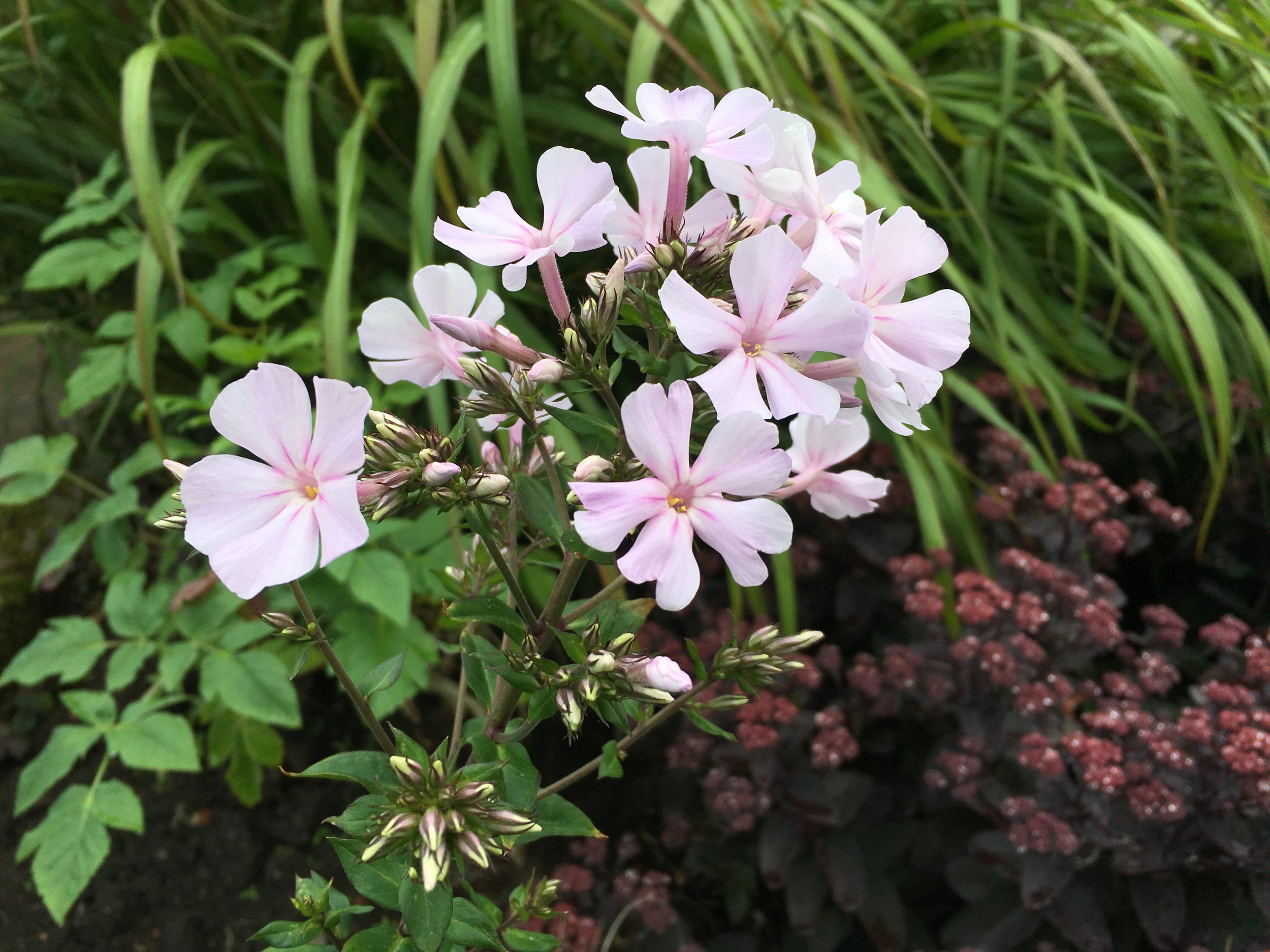 Phlox x arendsii 'Utopia'