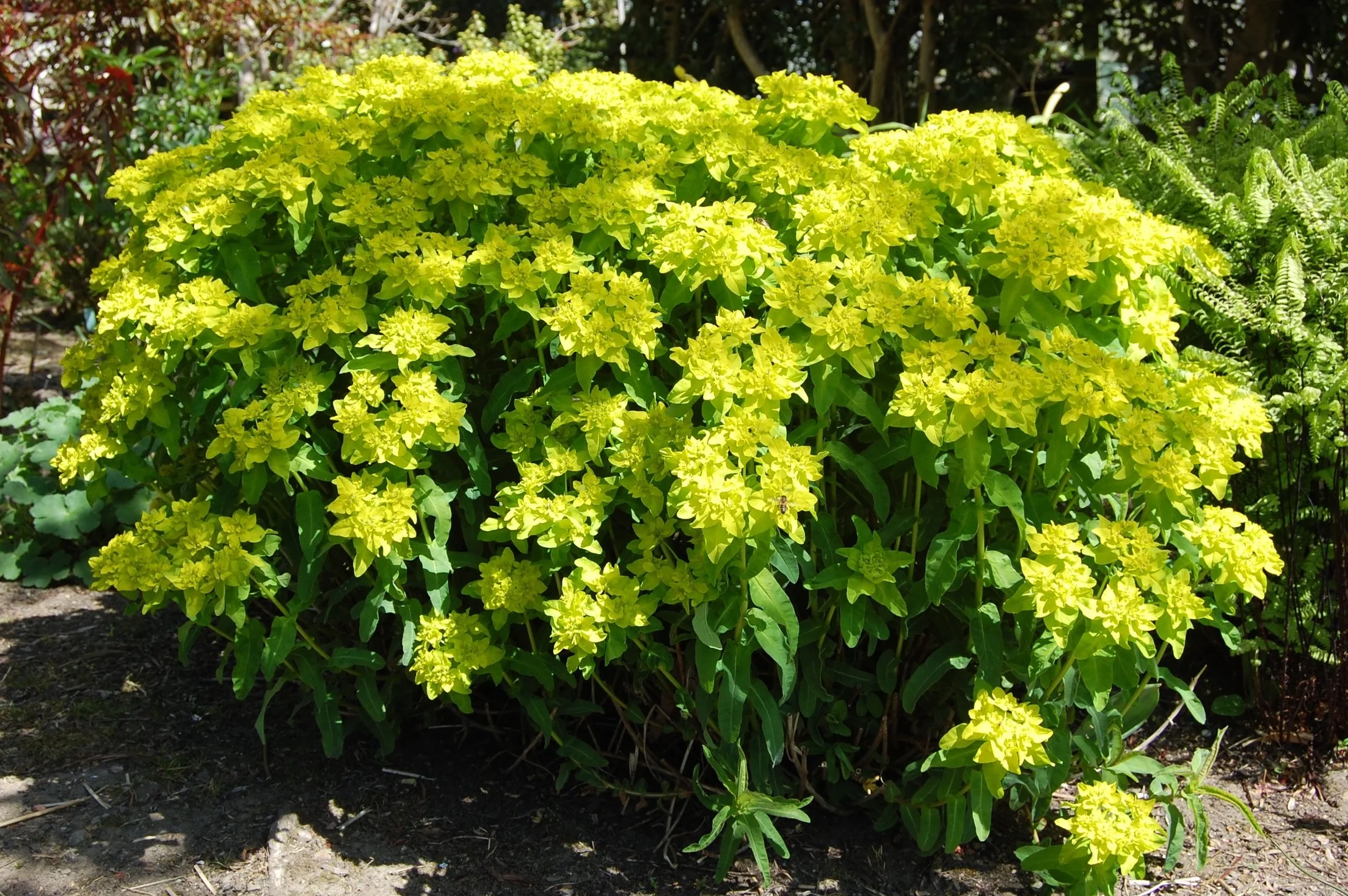 Euphorbia polychroma 'Midas' 1.jpg