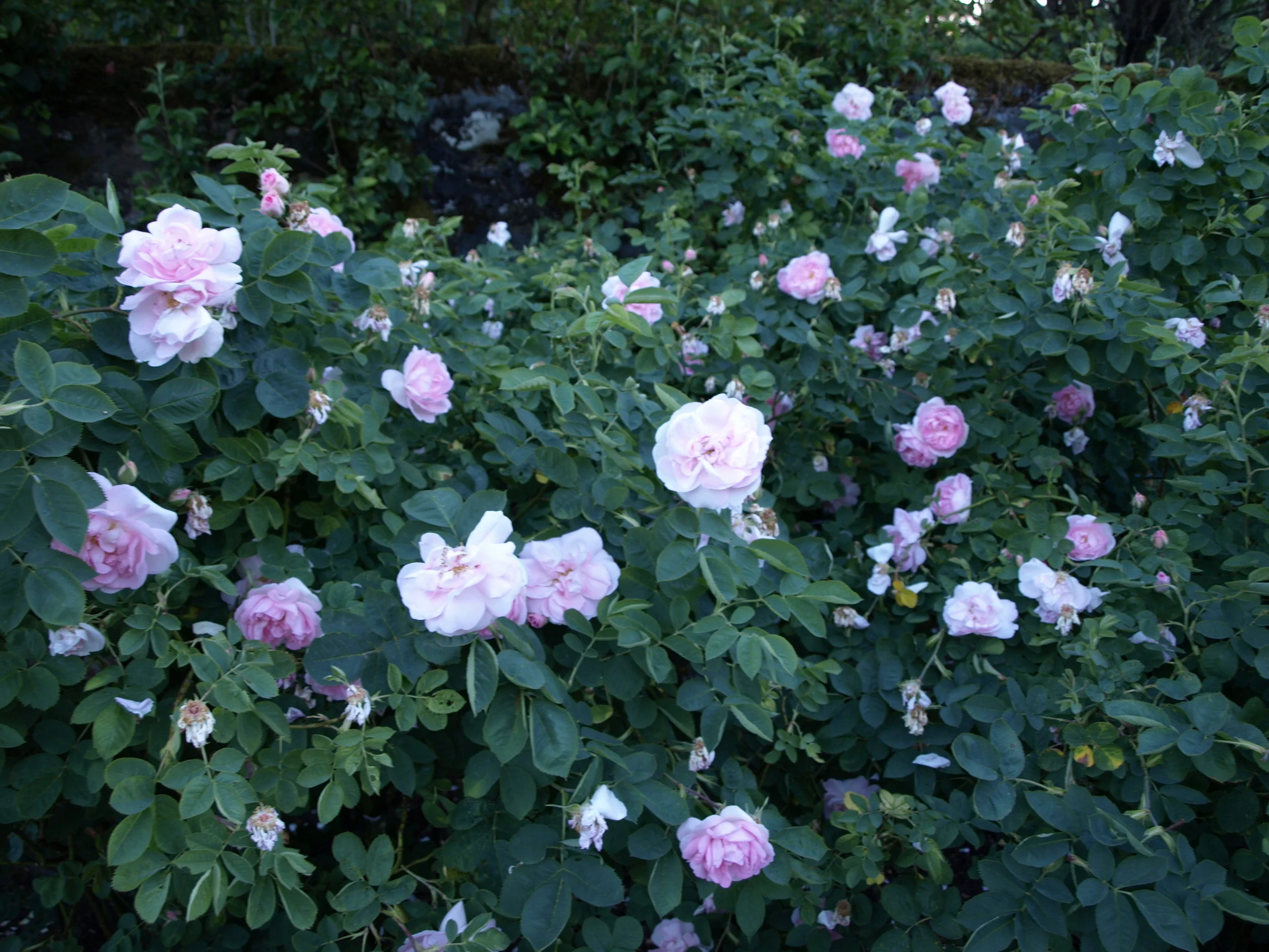 Rosa 'Celeste' (syn. 'Celestial')