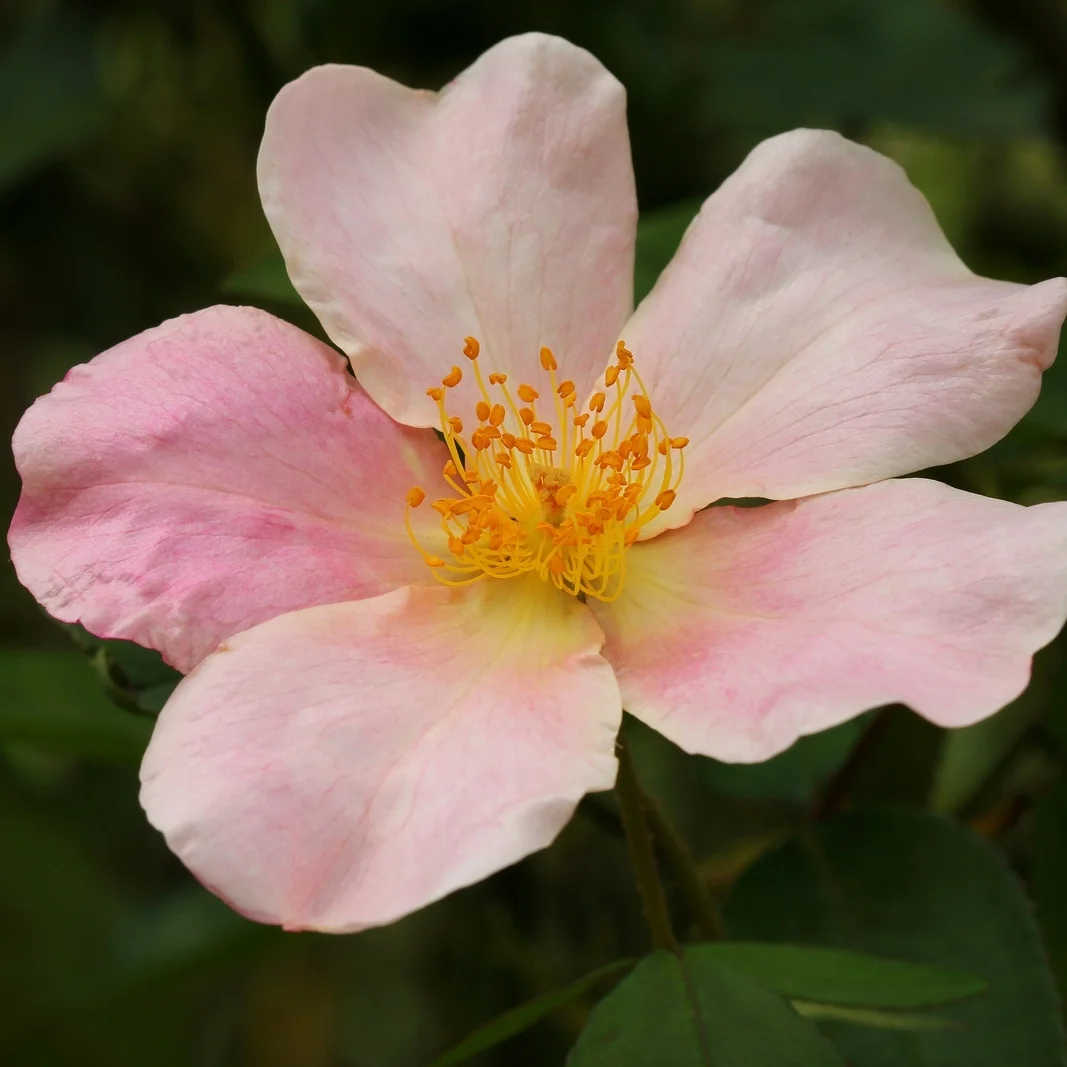 Rosa x odorata 'Mutabilis'