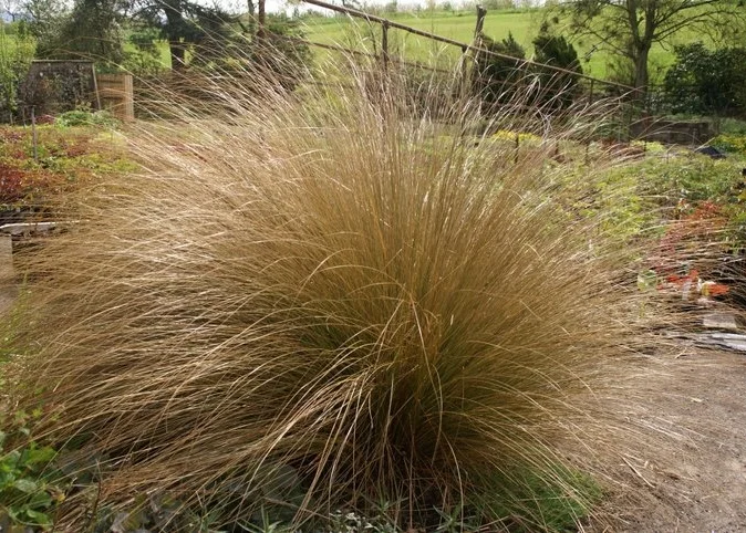 Chionochloa rubra