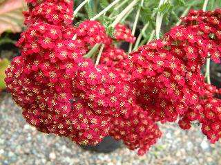 Achillea millefolium 'Red Velvet'