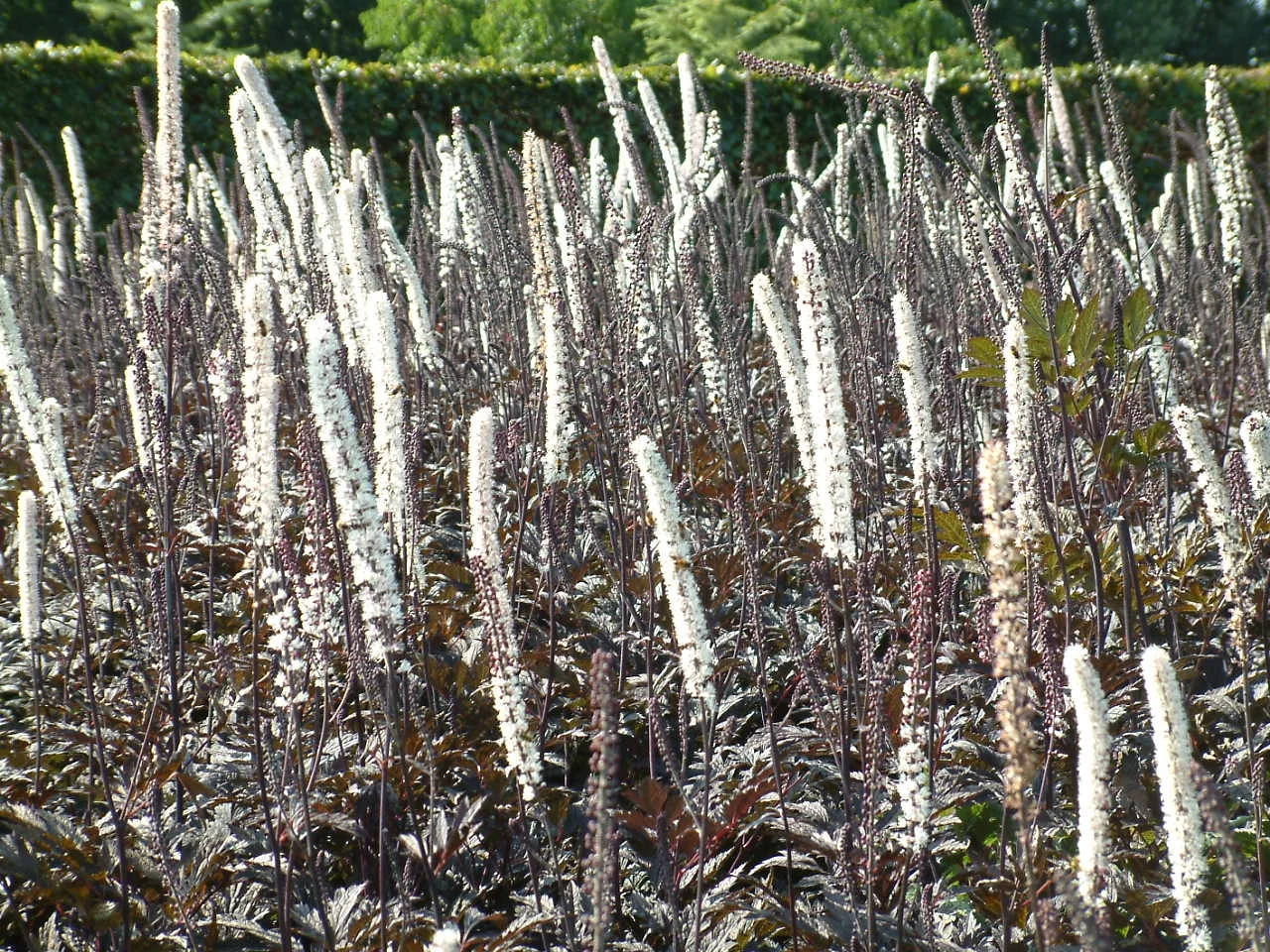 Actaea simplex 'Pink Spike'