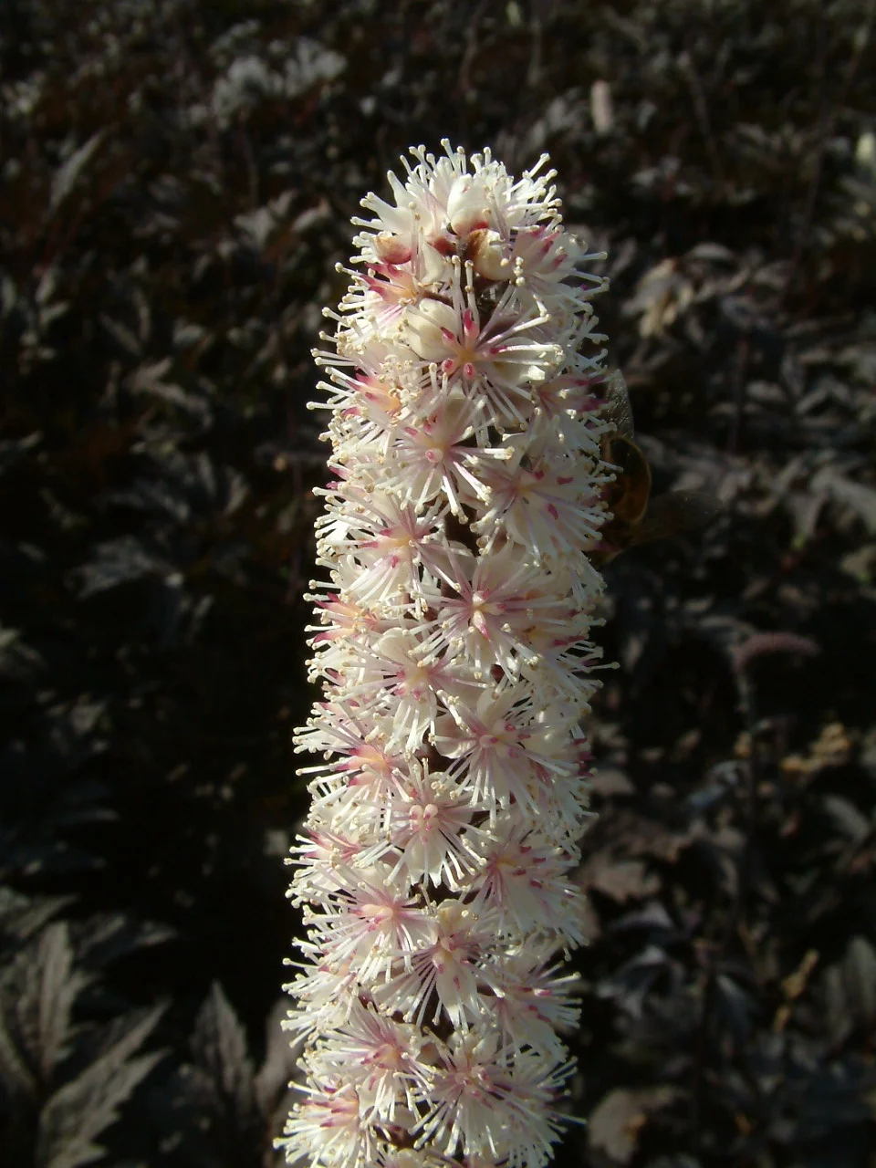 Actaea simplex 'Pink Spike'