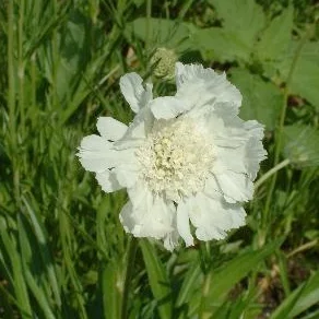 Scabiosa caucasica 'Miss Willmott' a.jpg