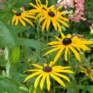Rudbeckia fulgida 'Goldsturm'