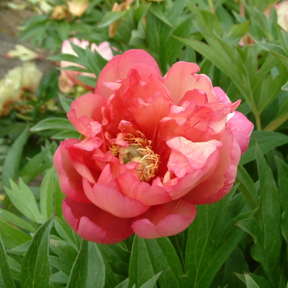 Paeonia Int. Julia Rose5.jpg