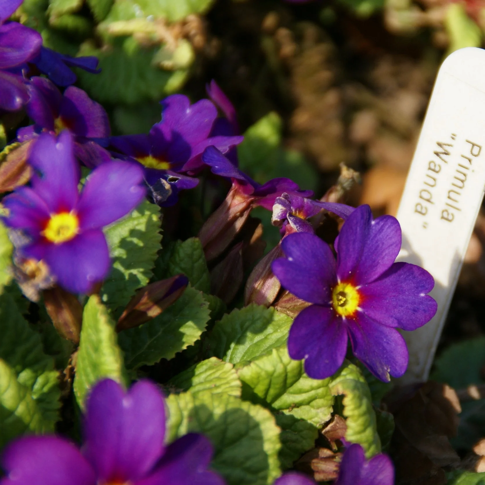 Primula 'Wanda'