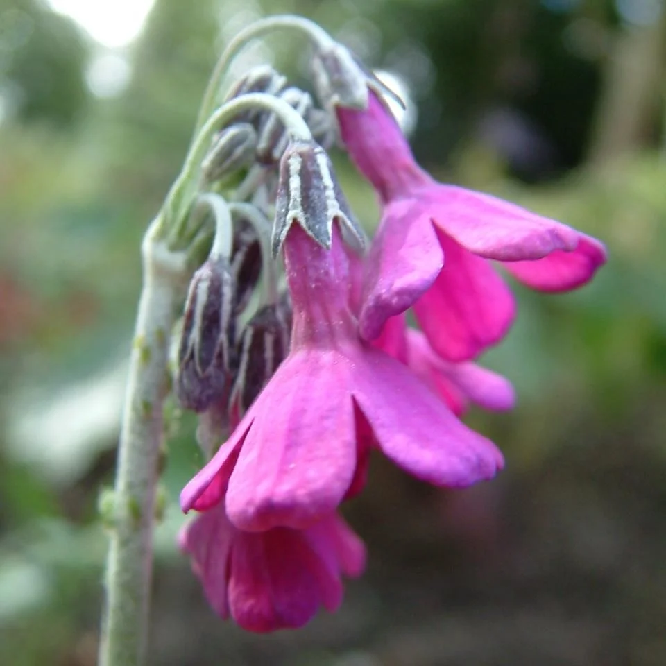 Primula pulverulenta