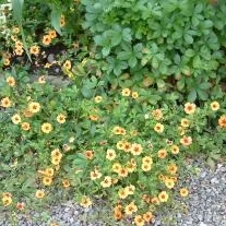 Potentilla × tonguei
