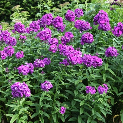 Phlox paniculata 'Dusterlohe' b.jpg